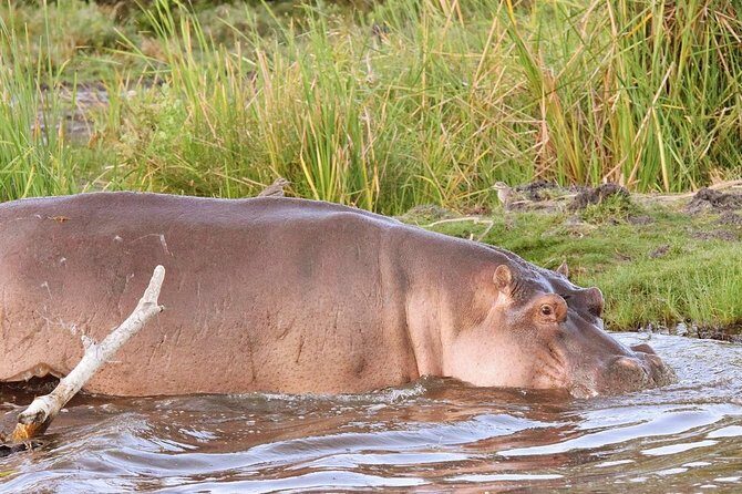 Lake Victoria and western Kenya 8 days adventure safari - A Deep Dive into the 8-Day Safari Experience