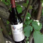 Langhe: Visit to the Vineyard and Historic Cellars with Tasting - FAQ