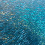 Lanzarote Your First Scuba Diving Experience - The Complete Itinerary and What You Can Expect