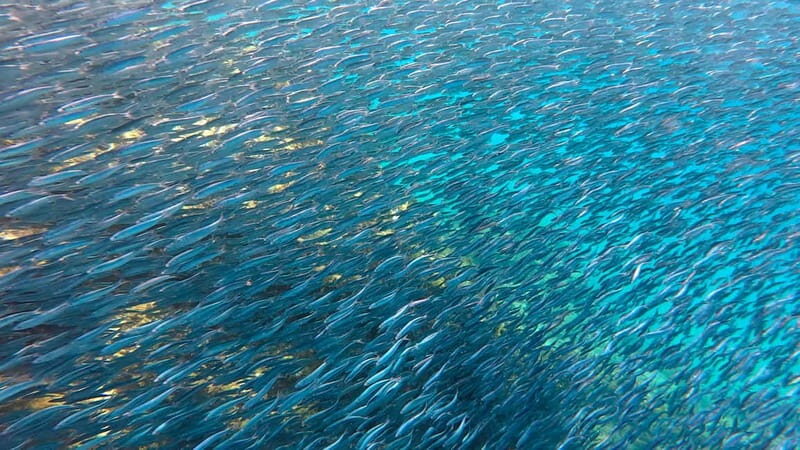 Lanzarote Your First Scuba Diving Experience - The Complete Itinerary and What You Can Expect