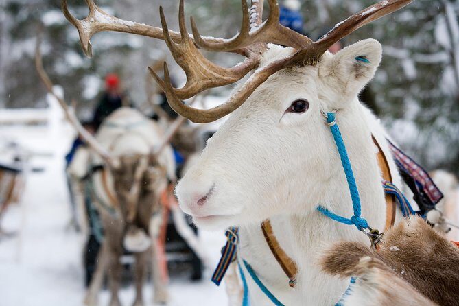 Lapland Reindeer Safari from Rovaniemi - The Practical Side: Transportation, Duration, and Cost