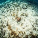 Las Palmas: Survival Apnea Course - A Well-Rounded Introduction to Freediving