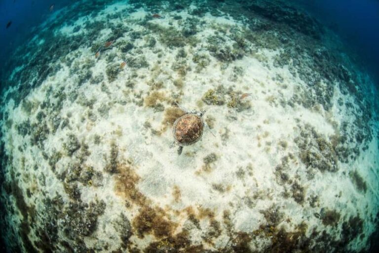 Las Palmas: Survival Apnea Course - A Well-Rounded Introduction to Freediving