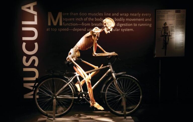 Las Vegas: BODIES | The Exhibition at the Luxor - The Guides and Layout