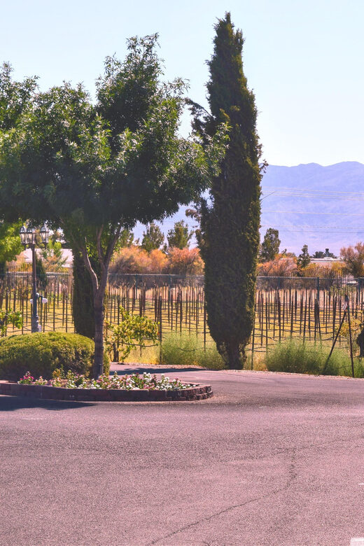 Las Vegas / Pahrump Wine Tasting Tour and snacks - Authenticity and the Experience