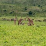 Latest Updates On The Top Best 3 day Serengeti Migration Safari - The Detailed Tour Breakdown