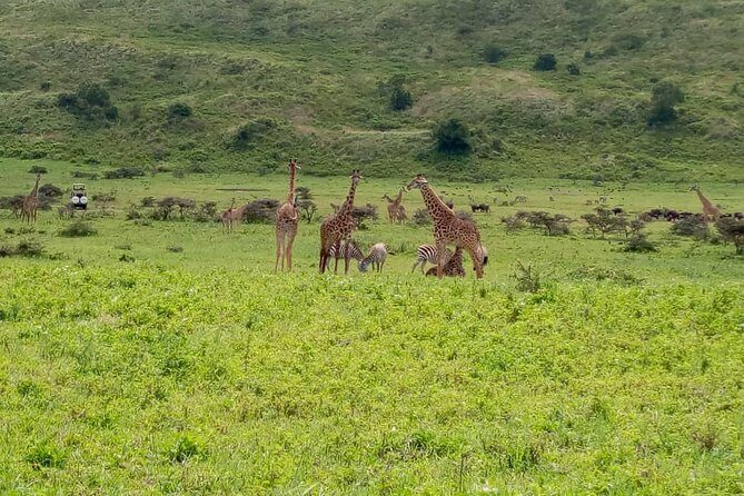 Latest Updates On The Top Best 3 day Serengeti Migration Safari - The Detailed Tour Breakdown