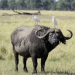 Lay Over Passenger Half Day Nairobi National Park Safari - Practical Tips for Making the Most of Your Safari
