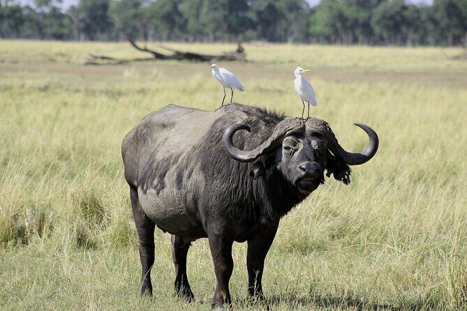 Lay Over Passenger Half Day Nairobi National Park Safari - Practical Tips for Making the Most of Your Safari