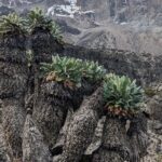 Lemosho Route 7 Days Trekking at Mount Kilimanjaro - Price and Value Assessment
