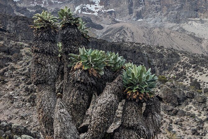 Lemosho Route 7 Days Trekking at Mount Kilimanjaro - Price and Value Assessment