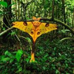 Lemur Day Tour at Andasibe Rainforest and Vakona Lodge Reserve - Possible Drawbacks or Considerations