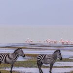 Leopard Luxury Safari in Tanzania - Breaking down the itinerary