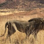 Lesedi cultural village and lion mini safari - Why This Tour Works Well