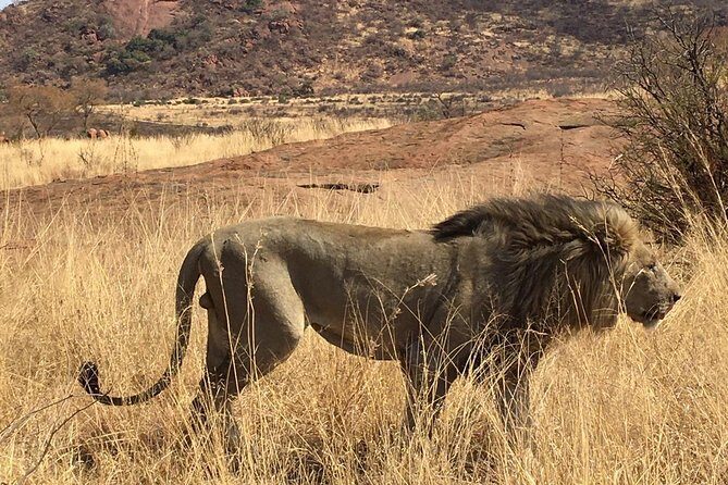 Lesedi cultural village and lion mini safari - Why This Tour Works Well