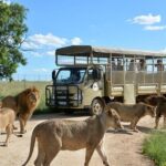 Lesedi Cultural Village and Lion Park Day Tour from Johannesburg - Why This Tour Offers Good Value