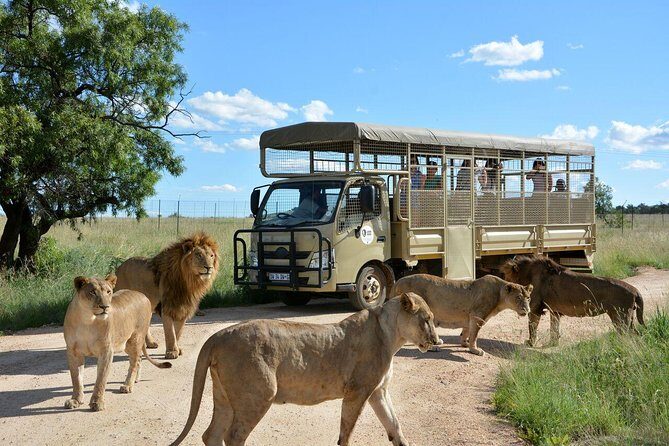 Lesedi Cultural Village and Lion Park Day Tour from Johannesburg - Why This Tour Offers Good Value