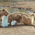 Lesedi Cultural Village and Lion Park tour - Detailed Breakdown of the Itinerary