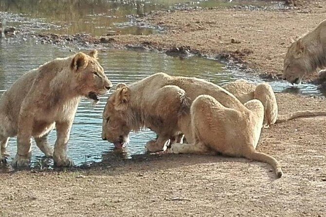 Lesedi Cultural Village and Lion Park tour - Detailed Breakdown of the Itinerary