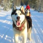 Levi: 5 Km Husky Sledding Ride in Levi - The Experience and Its Value