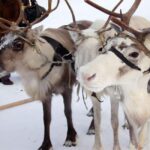 Levi: Meet Reindeer and Visit Husky Kennel - What to Expect During Your Levi Reindeer and Husky Visit