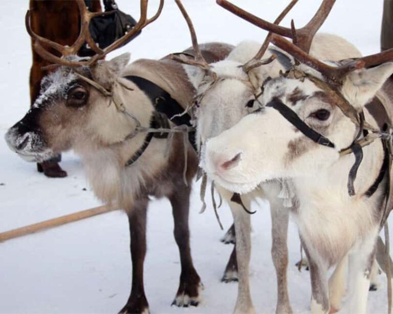 Levi: Meet Reindeer and Visit Husky Kennel - What to Expect During Your Levi Reindeer and Husky Visit