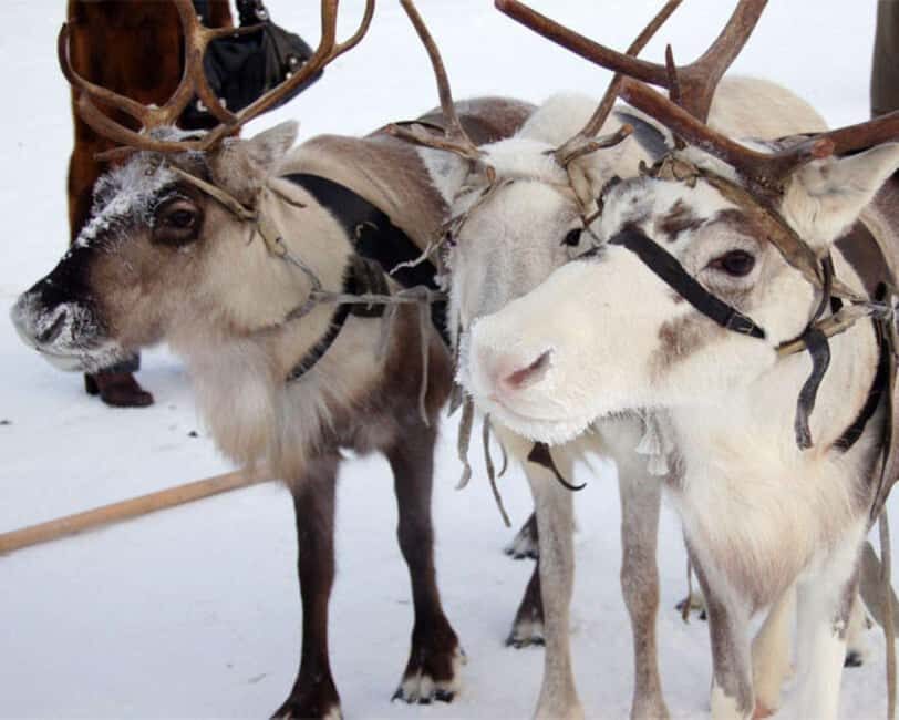 Levi: Meet Reindeer and Visit Husky Kennel - What to Expect During Your Levi Reindeer and Husky Visit