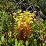 Levi: Nature Walk with Birds, Animals, and Plants - What to Expect on Your Guided Nature Walk