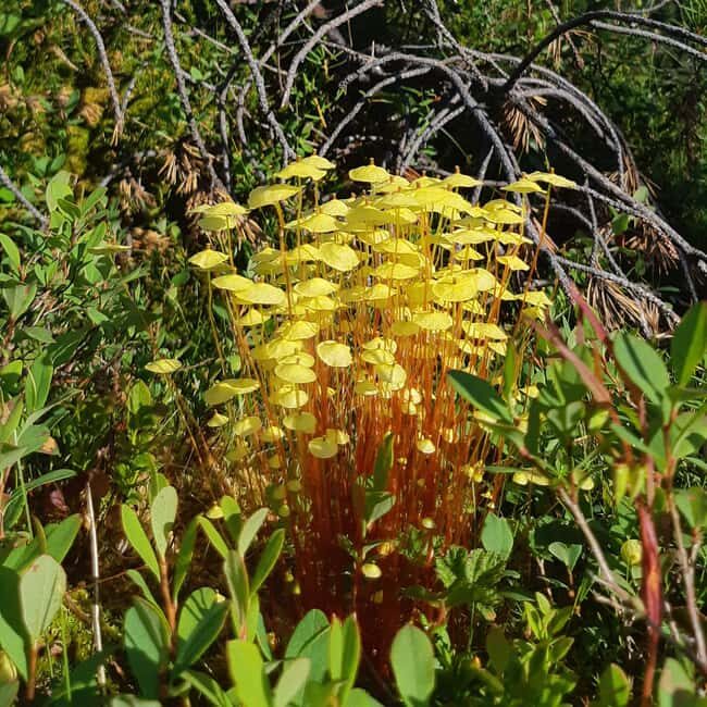 Levi: Nature Walk with Birds, Animals, and Plants - What to Expect on Your Guided Nature Walk