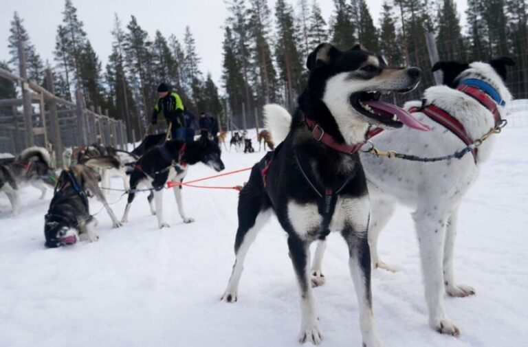 Levi: Self-Drive Guided Husky Tour - Is It Worth the Price?