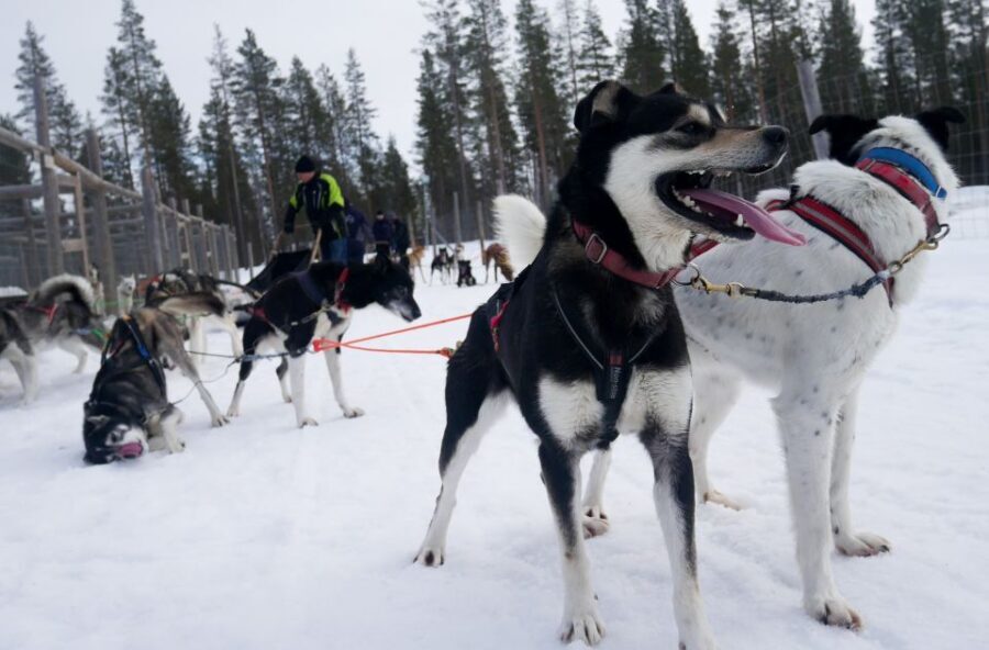 Levi: Self-Drive Guided Husky Tour - Is It Worth the Price?