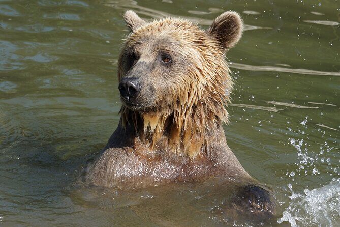 Libearty Bear Sanctuary and Dracula's Castle - Day Tour from Bucharest - Who Is This Tour Best Suited For?