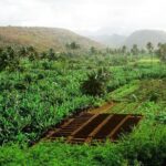 Like Locals: Banana Plantation, and Cuscuz with locals - Practical Tips for Future Travelers