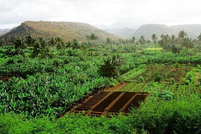 Like Locals: Banana Plantation, and Cuscuz with locals - Practical Tips for Future Travelers