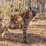 Lion & Wildlife Sanctuary Excursion Victoria Falls - What to Expect and Practical Insights