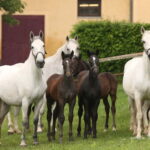 Lipizzaner Stud Piber: Independent Visit - Who is this tour best for?
