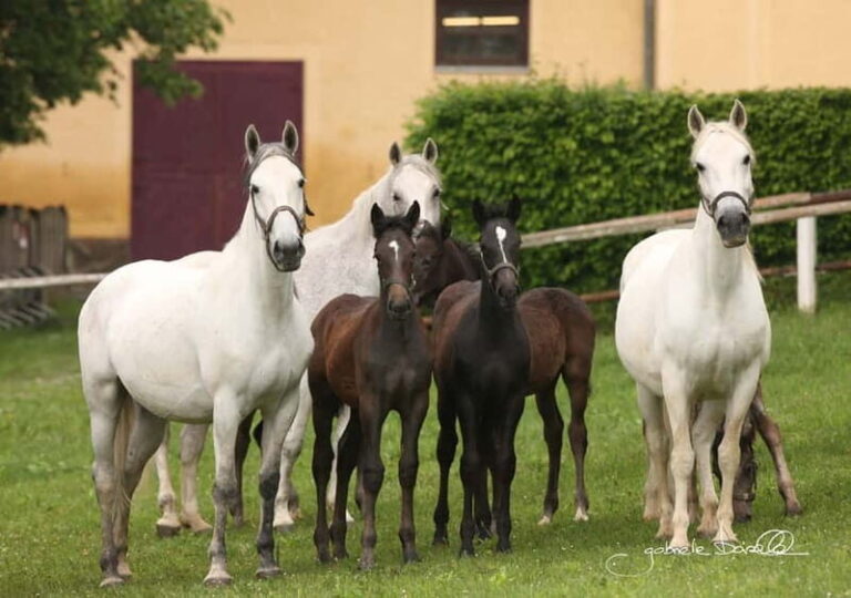 Lipizzaner Stud Piber: Independent Visit - Who is this tour best for?