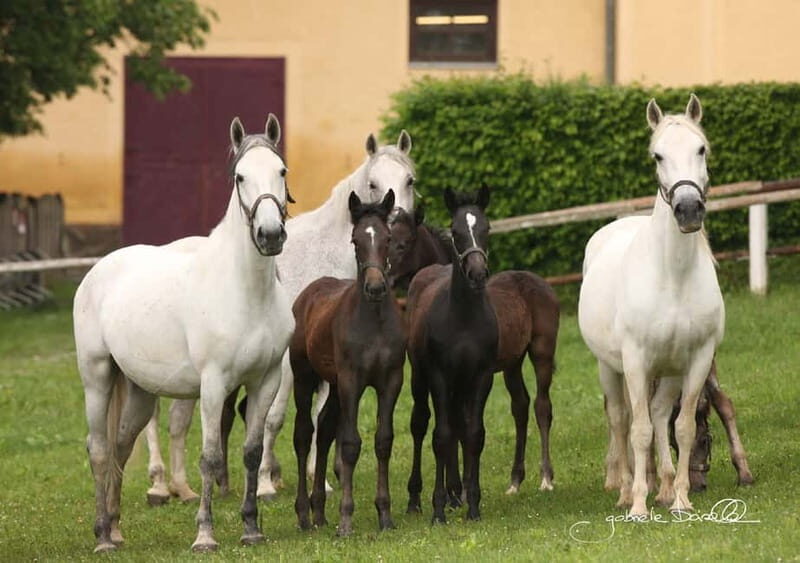 Lipizzaner Stud Piber: Independent Visit - Who is this tour best for?