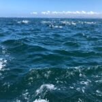 Lisbon: Ocean Safari with Marine Biologists - FAQ