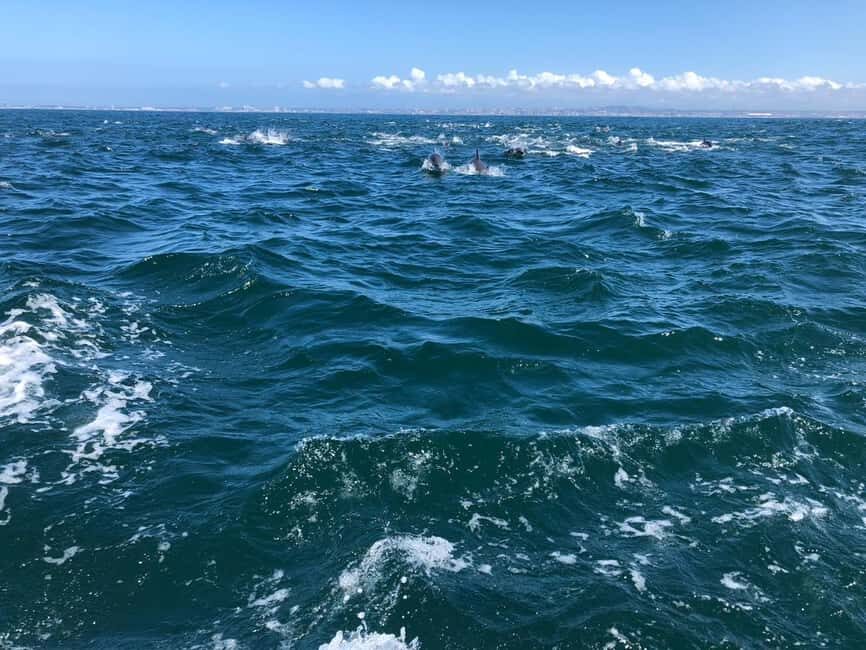 Lisbon: Ocean Safari with Marine Biologists - FAQ