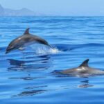Lisbon: Tagus River Marine Wildlife Speedboating Adventure - Who Should Consider This Experience