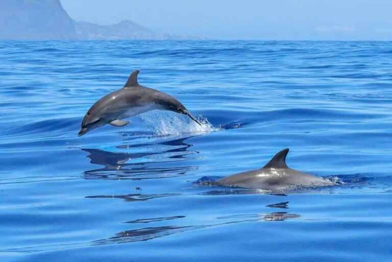 Lisbon: Tagus River Marine Wildlife Speedboating Adventure - Who Should Consider This Experience