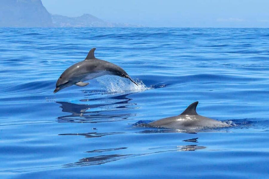 Lisbon: Tagus River Marine Wildlife Speedboating Adventure - Who Should Consider This Experience