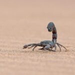 Living Desert Eco Dune Tour - Why This Tour Offers Good Value