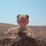 Living Dunes Experience from Swakopmund - The Value of a Dune Drive and What You Get