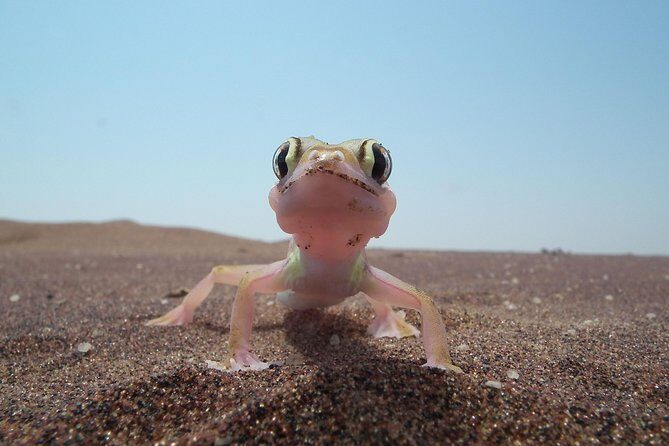 Living Dunes Experience from Swakopmund - The Value of a Dune Drive and What You Get