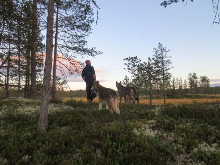 Ljørdalen - Trysil: Husky Hike with Campfire and lunch! - Authenticity and Guides