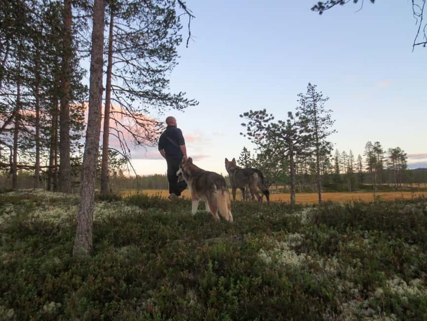 Ljørdalen - Trysil: Husky Hike with Campfire and lunch! - Authenticity and Guides