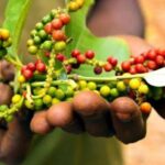 Local Cooking Class with Spice Tour in Zanzibar - Practical Tips for Travelers