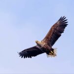 Lofoten: Sea Eagle Sunset Cruise - The Itinerary and What You Can Expect